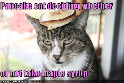 Pancake cat deciding whether or not take maple syrup ...