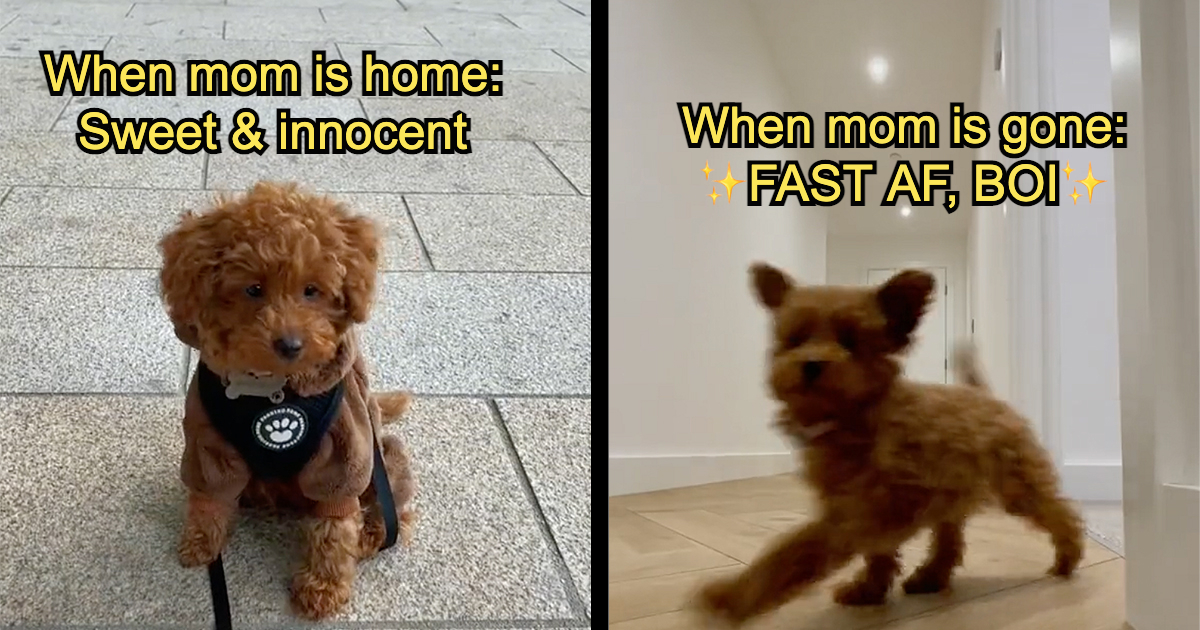 Small Dog Goes Absolutely Bonkers with the Zoomies When Her Human