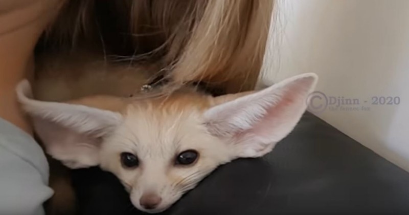 Djinn Is The Cutest Baby Fox In The World I Can Has Cheezburger