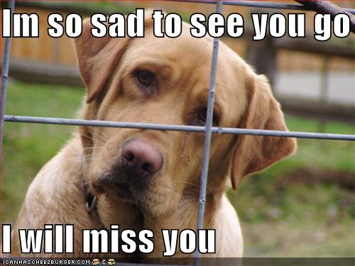 Im So Sad To See You Go I Will Miss You Cheezburger Funny Memes