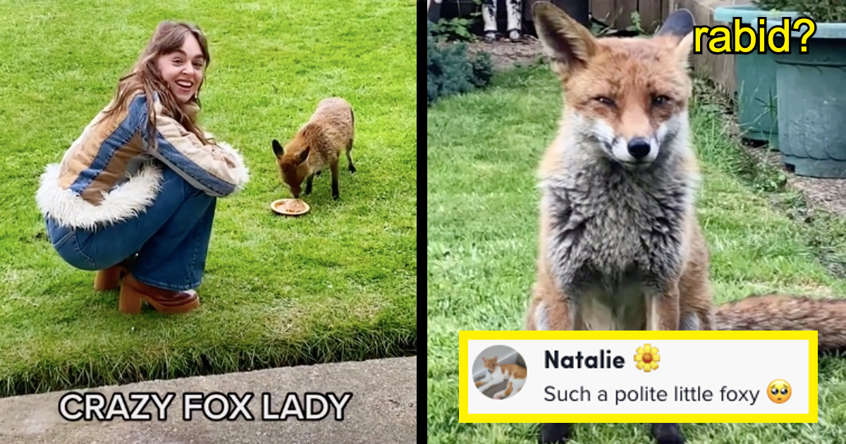 What Does the Fox Say? London Woman Risks Rabies and Loss of Limb to  Befriend and Domesticate a Wild Street Critter - Animal Comedy - Animal  Comedy, funny animals, animal gifs