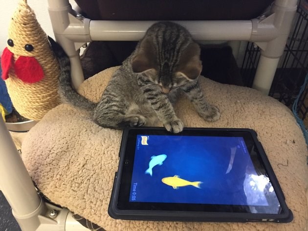 The Humane Society in Canada Just Started Its 