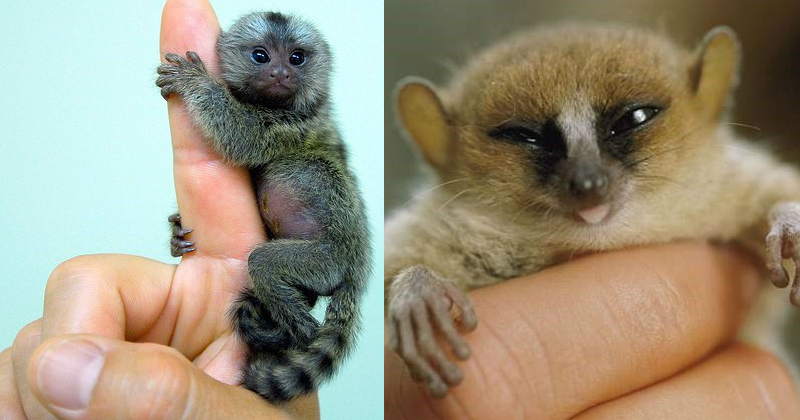 Meet the World's Smallest Animals - I Can Has Cheezburger?