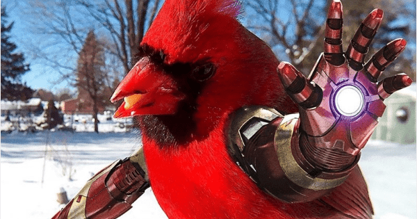 View Birds With Arms Meme Pics