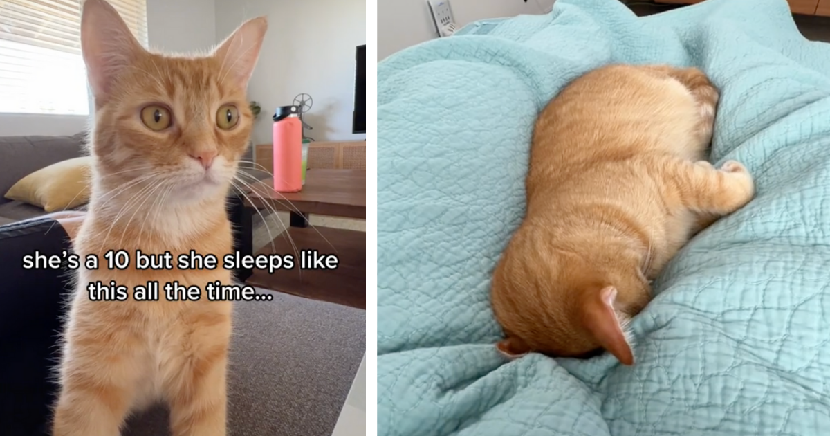 Weekly Boost Of Serotonin Adorable Cats Take Over The 'She's A 10, But