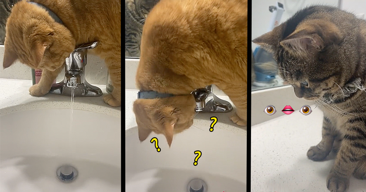 Cats Completely Baffled as Water Keeps Mysteriously Shutting off Every