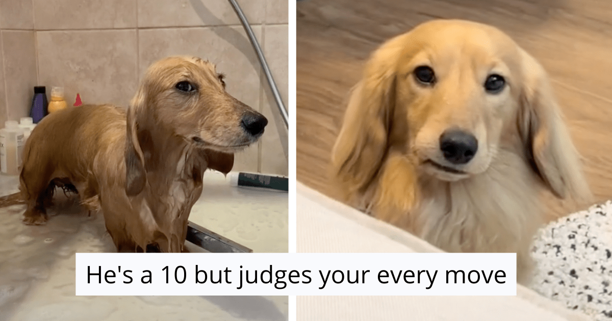Doggo Delight: Funny Doggos Take Over Viral 'He's A 10, But' Trend - Animal Comedy - Animal Comedy, funny animals, animal gifs