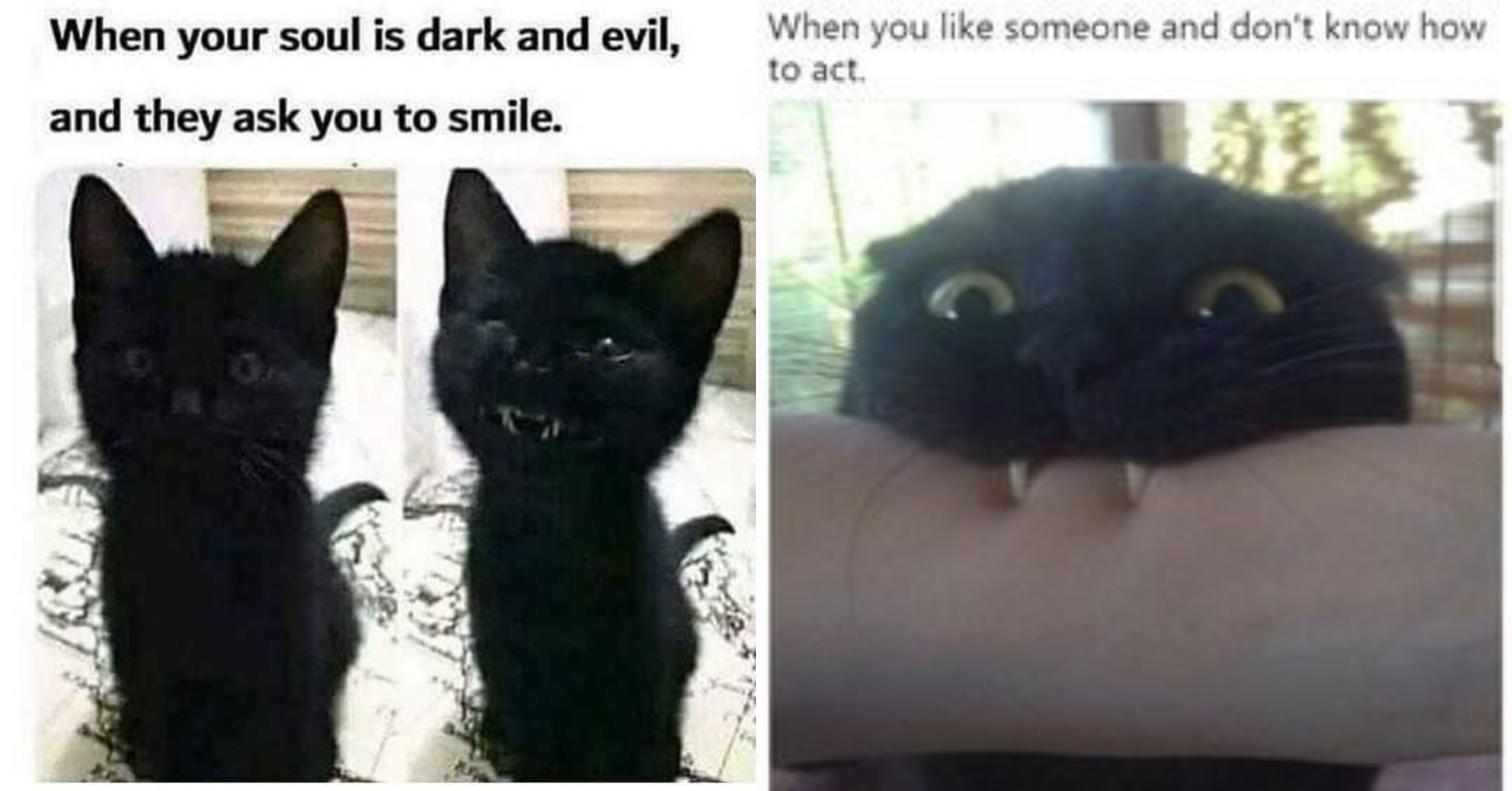 12 Memes To Remind You That Black Cats Are Not Evil I Can Has Cheezburger