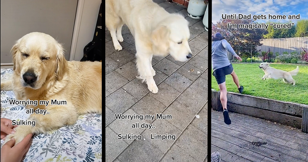 dog-pouts-all-day-even-limps-like-his-paw-hurts-until-dad-comes-home