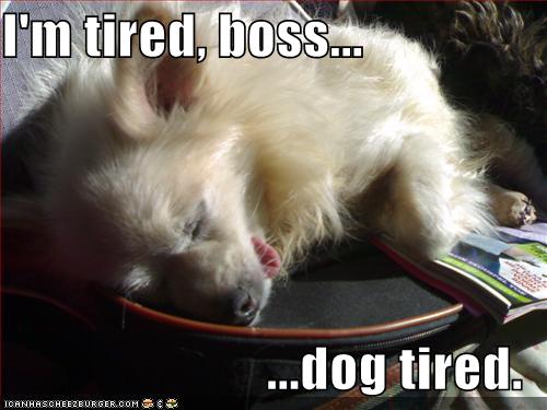 I'm tired, boss...dog tired. - Cheezburger - Funny Memes | Funny