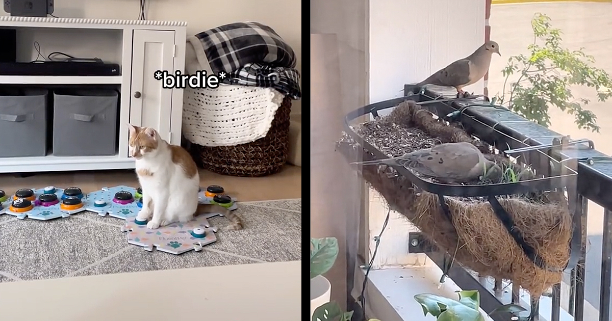 Chatty Cats Show Off Their Sass Through Word Buttons and Ask for