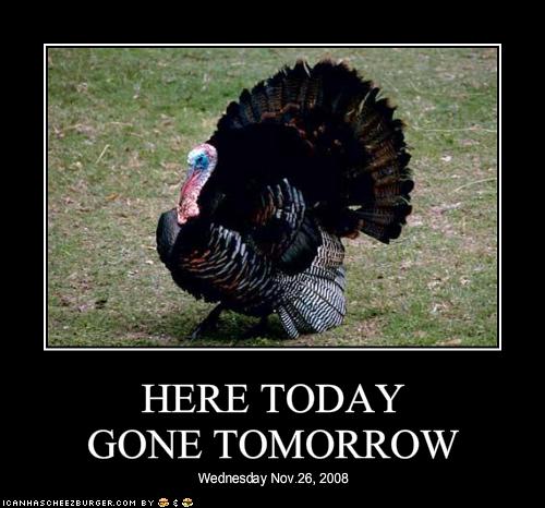 Here Today Gone Tomorrow Cheezburger Funny Memes Funny Pictures