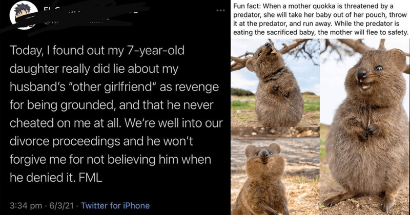 quokka meme