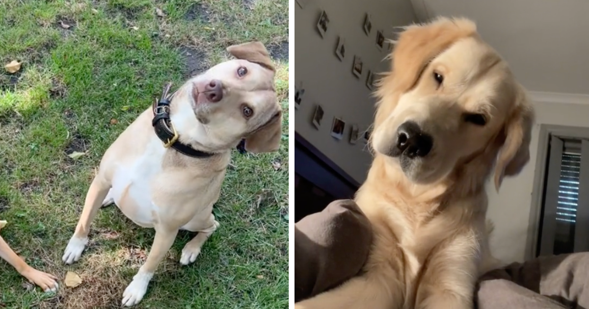 Weekly Dose Of Doggo Delight Doggos Express Their Confusion With Head