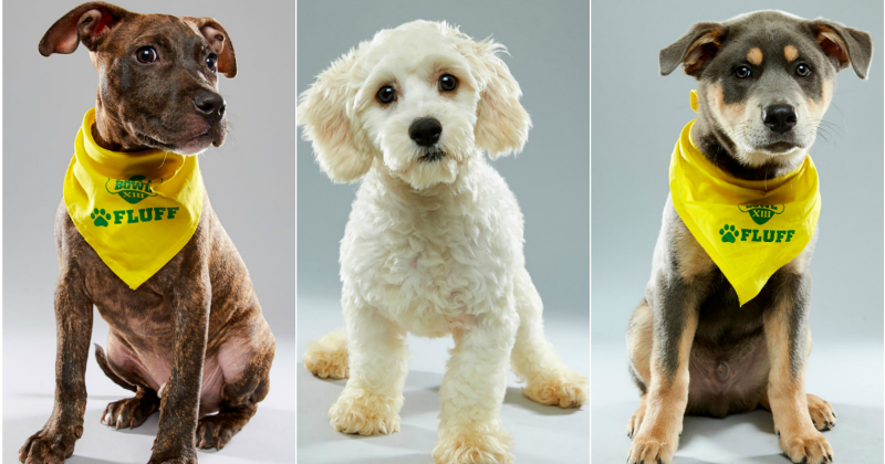 This Year's Puppy Bowl Contestants Are Extra Cute and Ready to Play