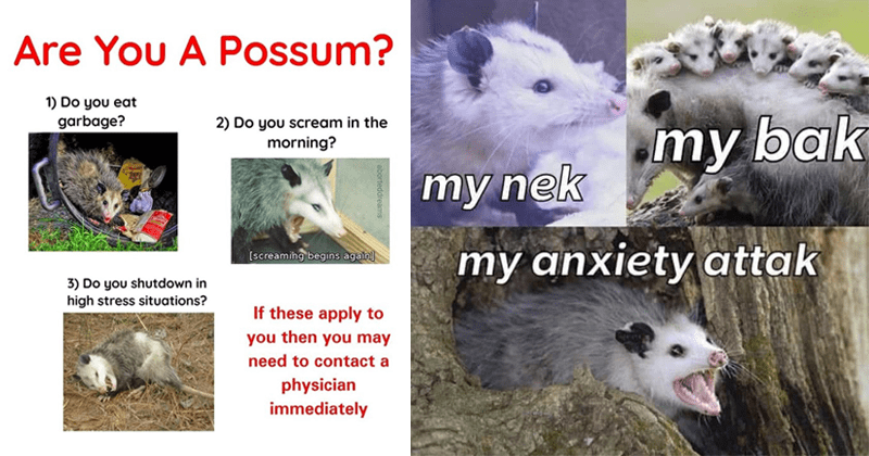 Lo-Fi Possum Memes For Angsty Gen Z Teens I Can Has, 59% OFF