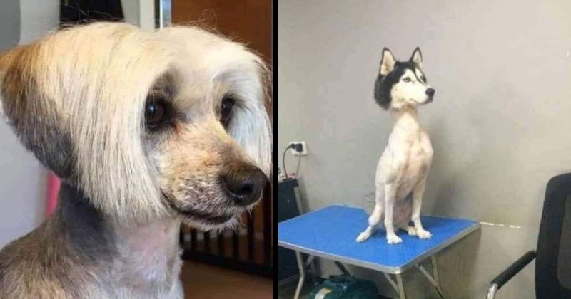 Haircuts for hotsell husky dogs