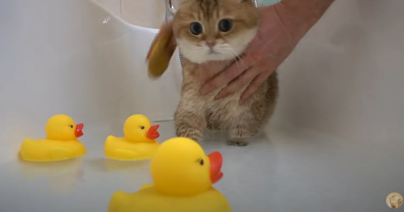 cat rubber duck
