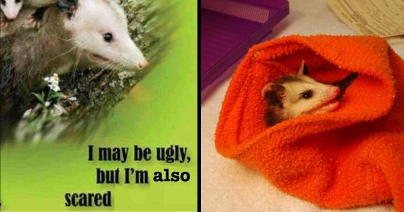 Opossums That We Weirdly Identify With - FAIL Blog - Funny Fails