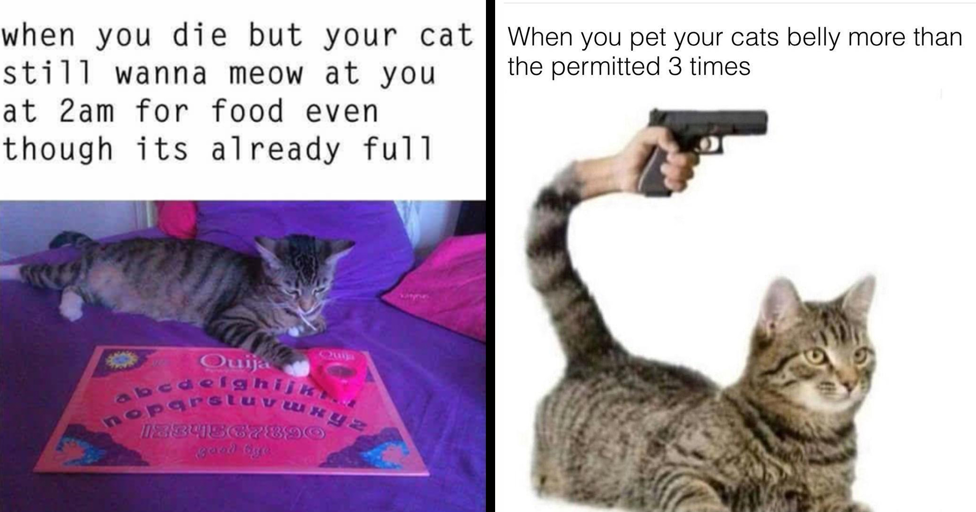 30+ Cute Cat Memes & Other Funny Feline Content - Memebase - Funny Memes