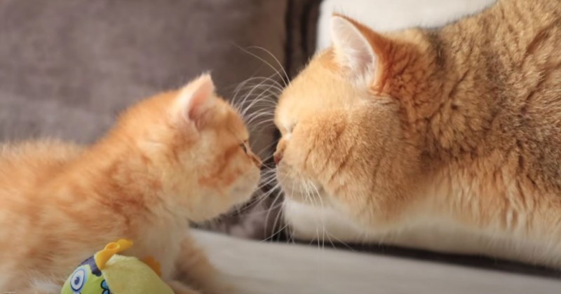 Papa Cat Meets His Son For First Time Video I Can Has Cheezburger papa cat meets his son for first time