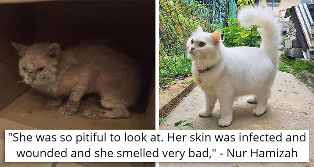 Wounded And Sick Stray Cat Gets Rescued And Completely 