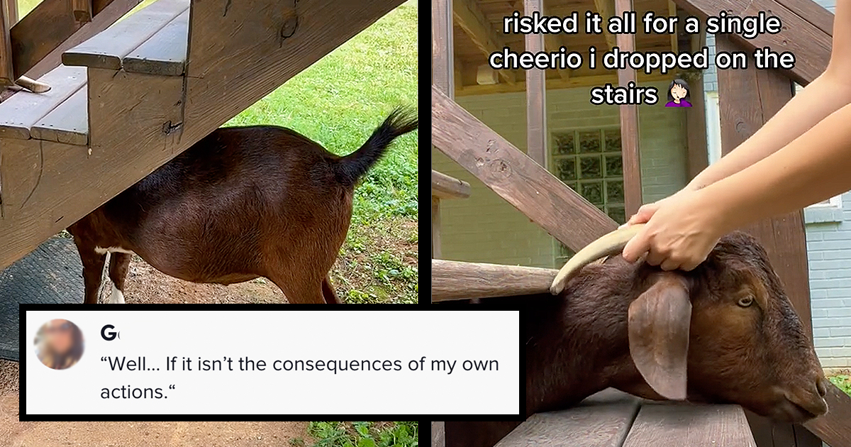 Goat Fails At Sneaking A Snack Gets Head Stuck In The Stairs Creates A Beautifully Memeable Situation Animal Comedy Animal Comedy Funny Animals Animal Gifs