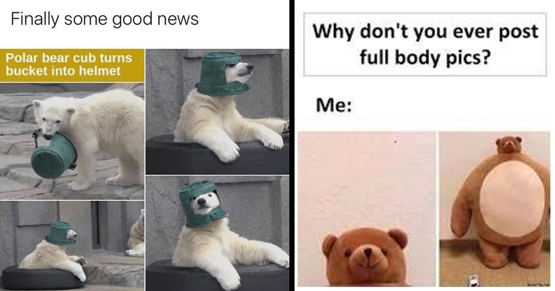 New Years Bear Meme