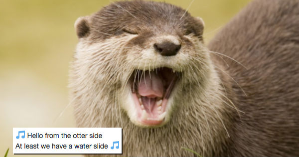 We Already Thought Otters Were the Cutest, but Then We Found Out They ...