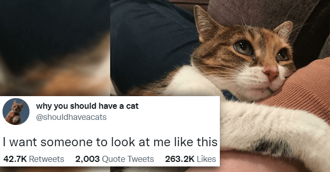Cats Looking At Their Humans With Love In Their Eyes (Tweets) - I Can ...