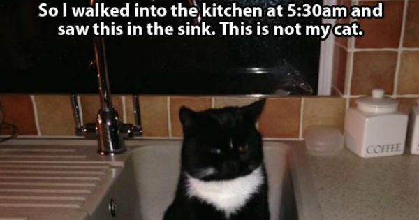 10 Funny Pictures That Will Make You Say "This Is Not My Cat..." - I