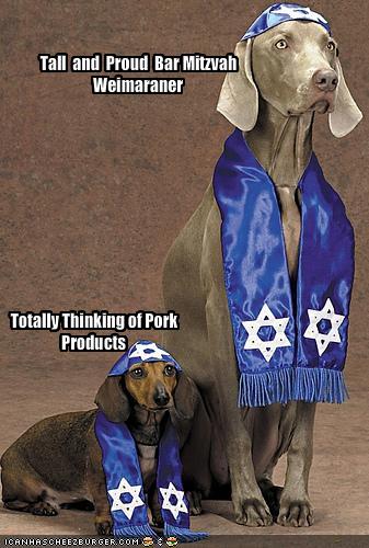 Tall and Proud Bar Mitzvah Weimaraner - Cheezburger ...