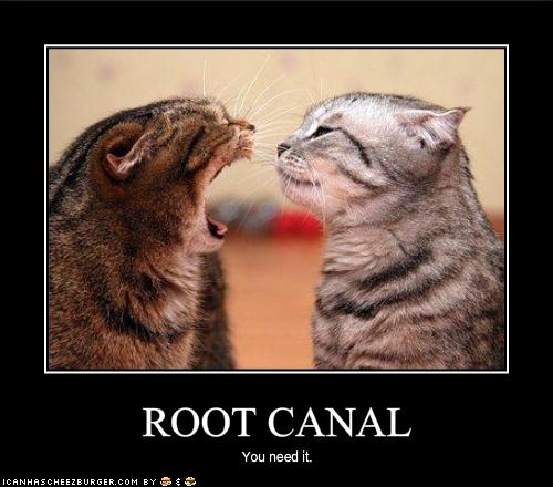 ROOT CANAL - Cheezburger - Funny Memes  Funny Pictures