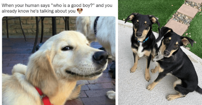 Pupper Medley: Compilation of Marvelous Doggo Memes and Tweets - I Can ...