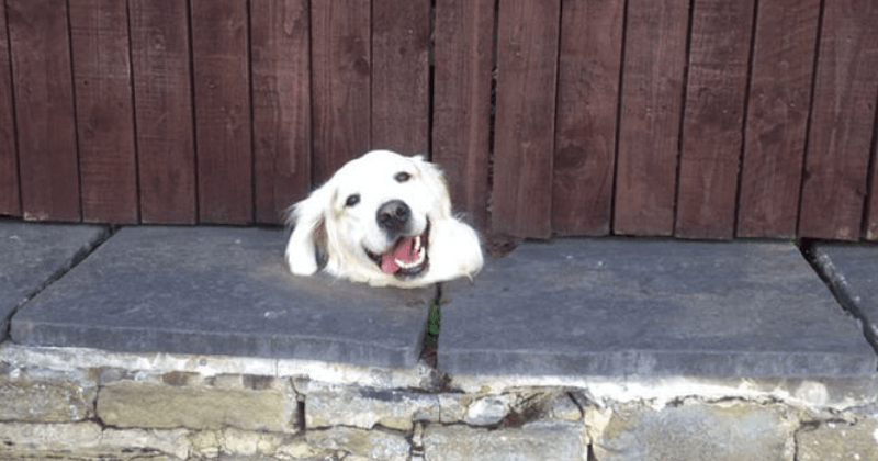 10 Dogs That Want to Say Hi and Won't Let a Stupid Fence Stop Them