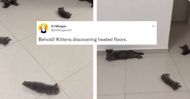 Awwdorable Twitter Thread: Kittens Discovering Heated Floors - I Can ...