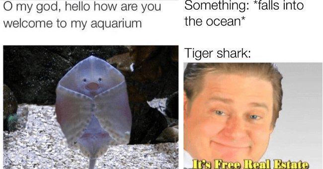 Aquatic Animal Memes Anyone Would Love To Sea - I Can Has Cheezburger?