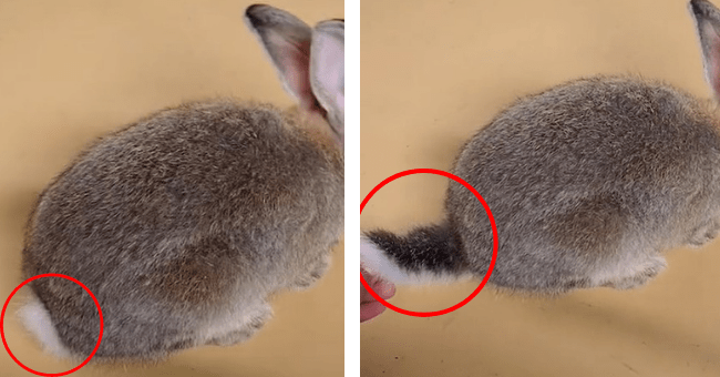 People Discovering That Bunny Tails Are Longer And Cuter Than They