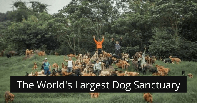 Largest hot sale dog sanctuary