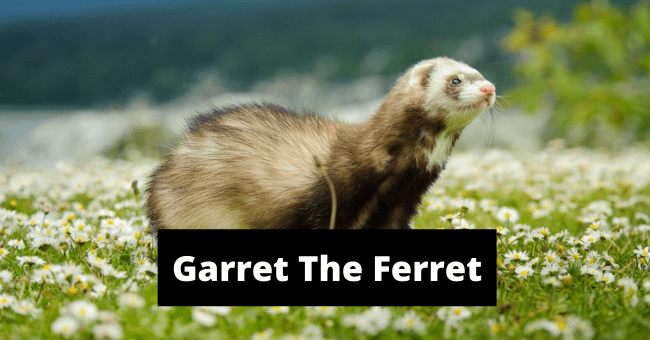 Best Ferret Names: Unique, Fun, And Clever Names For Your Pet - I Can ...