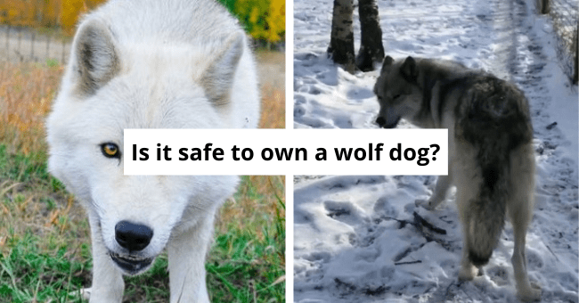 are wolfdogs safe