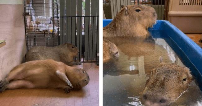 A Look Into Life As A Capybara In Japan - I Can Has Cheezburger?