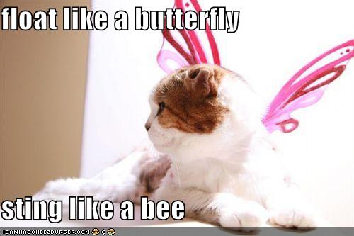 Float Like A Butterfly Sting Like A Bee Cheezburger Funny Memes Funny Pictures