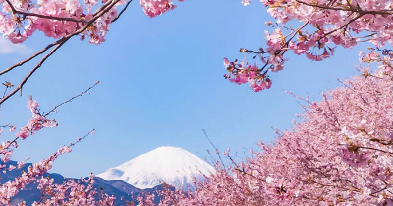 Cherry Blossoms Are Starting To Bloom And These Gorgeous Pictures Will 