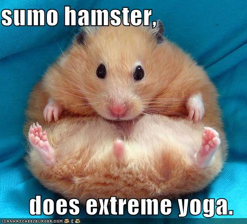 extreme hamster