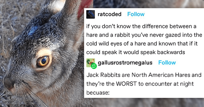 Tumblr Thread: The Crucial Difference Between Rabbits And Hares - I Can
