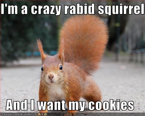 I'm a crazy rabid squirrel And I want my cookies - Cheezburger - Funny