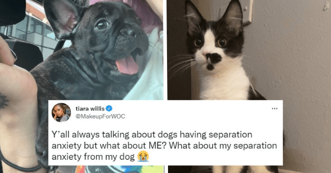 People Share How They Cope With Leaving The House Without Their Pets ...