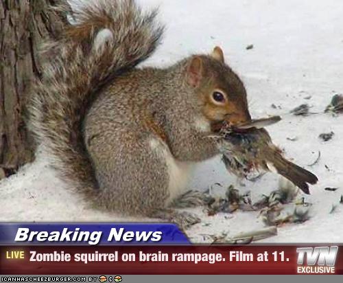 Zombie Squirrel Game