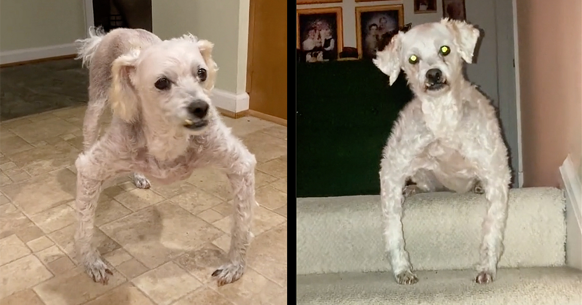 Home Page 9 The Big Cheezburger Network Made from the finest of